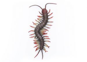 Stonoha obrovská gumová 23 cm