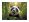 Spisové desky s drukem "Panda", A4, PP, 180 micron, PANTA PLAST 0410-0062-58