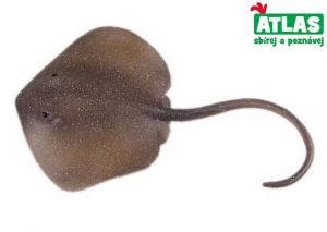 C - Figurka Rejnok Trnucha východní 18,5 cm