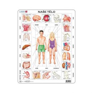 DINO NAŠE TĚLO 35 d. EDU Puzzle