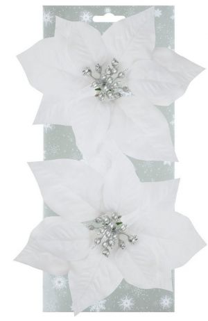 Poinsettie bílá 17 cm, 2 ks na klipu